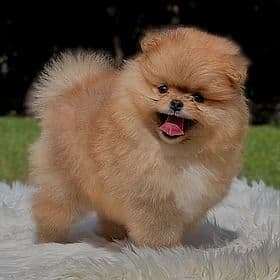 Leo -  Teddy Bear Face - Pomeranian Male
