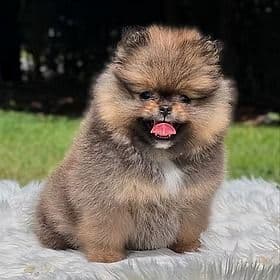Nico - Teddy Bear Face - Pomeranian Male