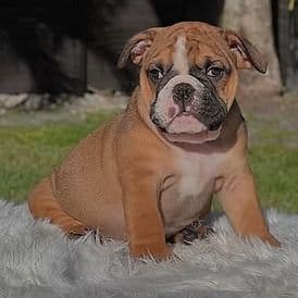 Grinchy - English Bulldog Male
