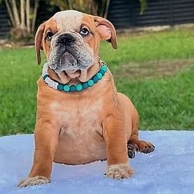 Spots - English Bulldog Male