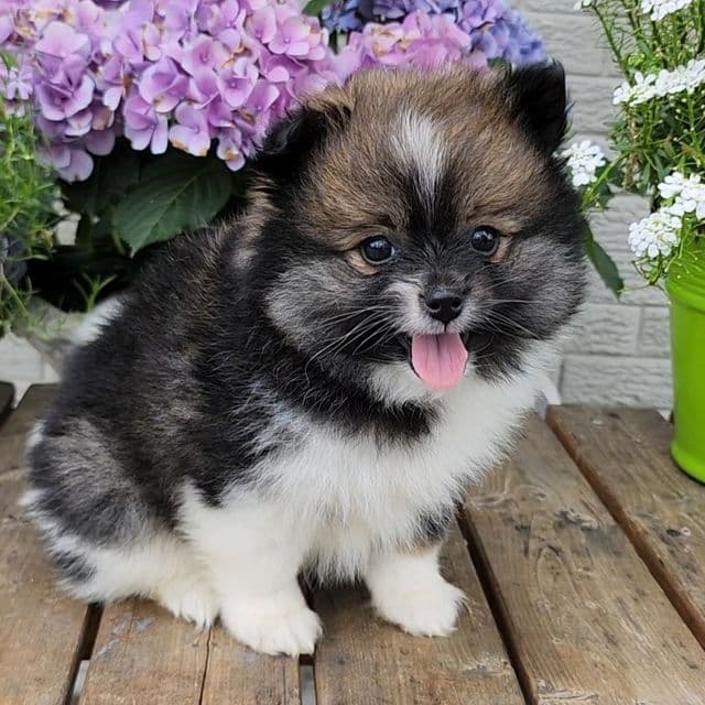 Trish - Pomeranian Female