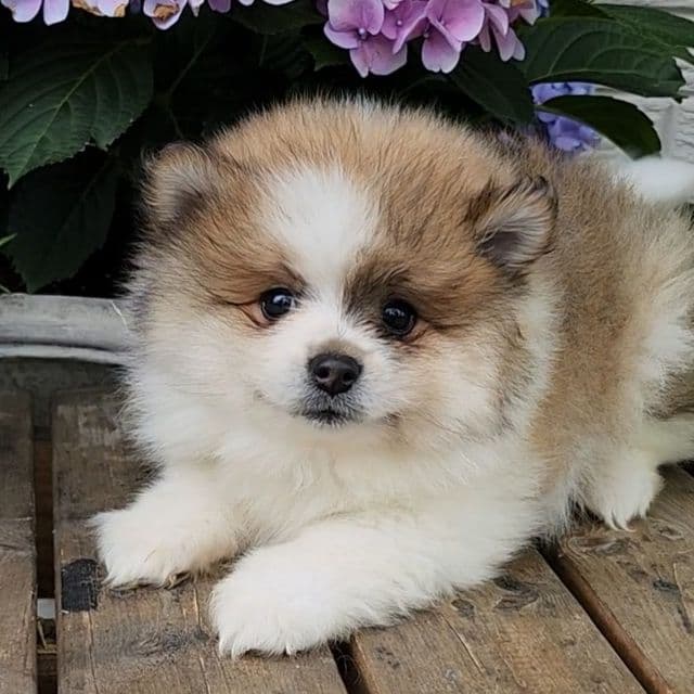 Tim - Pomeranian Male