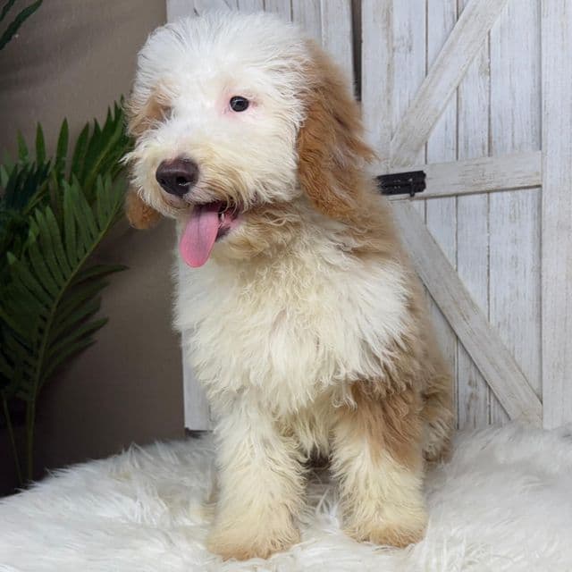 Sonny - Bernedoodle Male