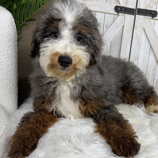 Earl Gray - Bernedoodle Male