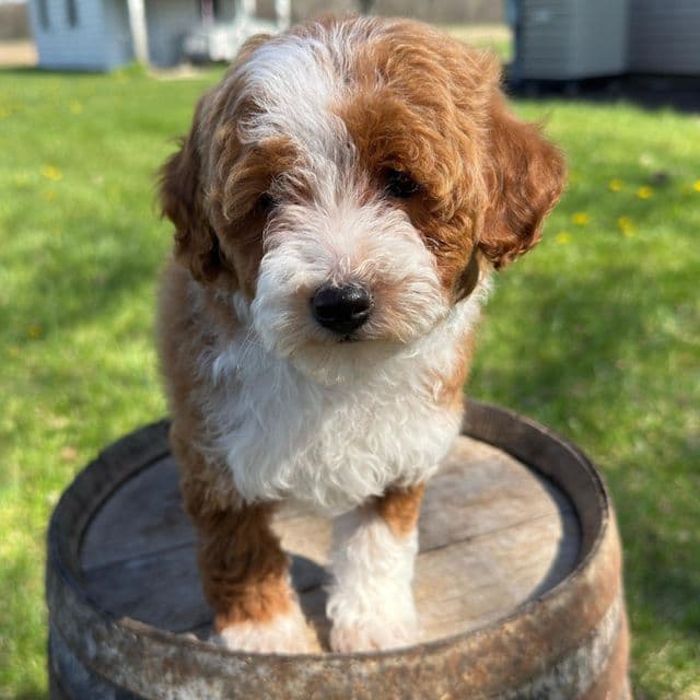 Stella - Goldendoodle Female