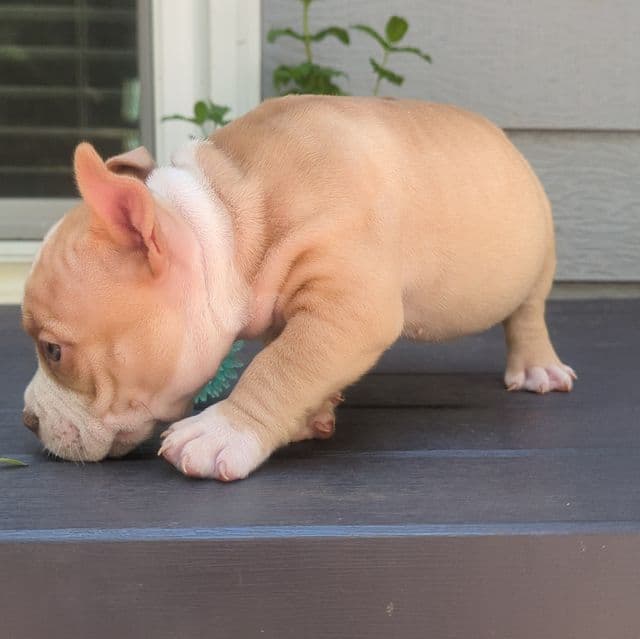 Jazmine - American Bully Female