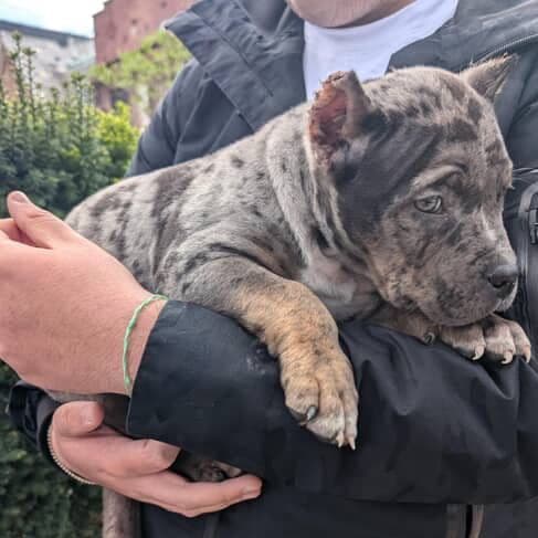 SAMSON - American Bully Male