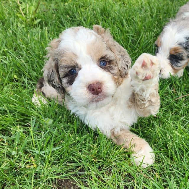 Roscoe - Bernedoodle Male