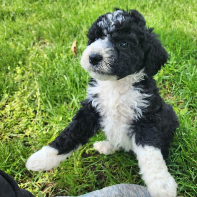 Pinto - Bernedoodle Female