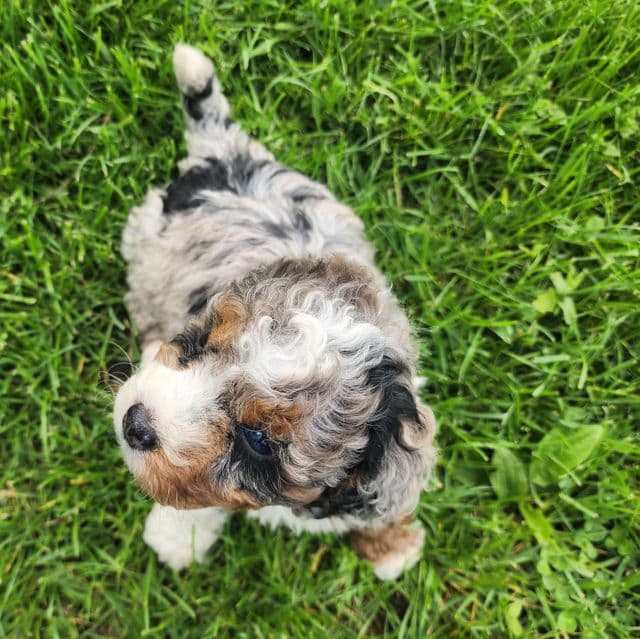 Wade - Bernedoodle Male