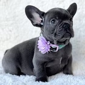 Emma - French Bulldog Male