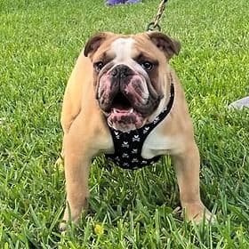 Clause - English Bulldog Male