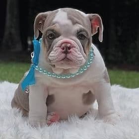 Mystic - English Bulldog Female