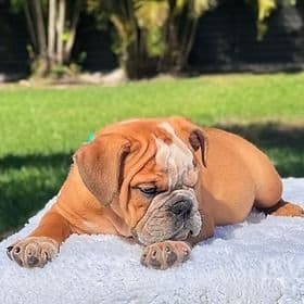 Spots - English Bulldog Male