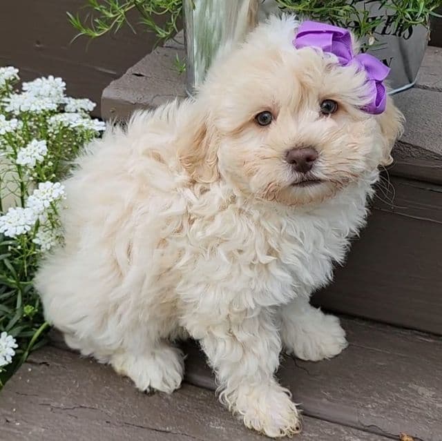 Maya - Shichon Female