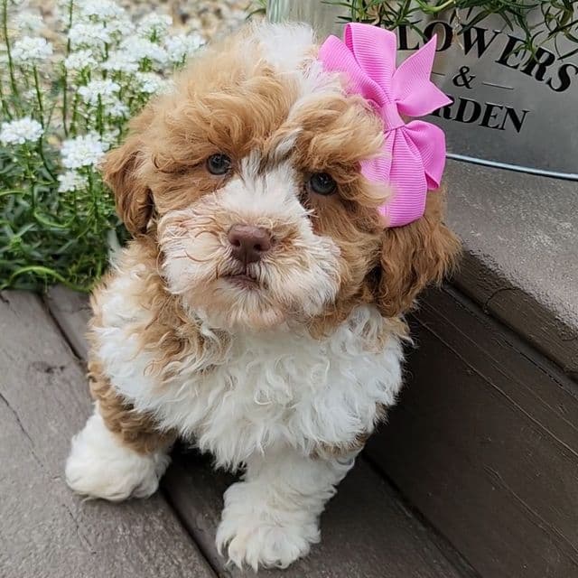 Tracie - Shichon Female