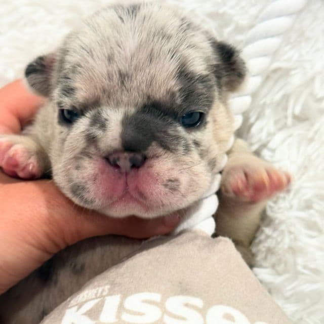 Onyx - French Bulldog Male