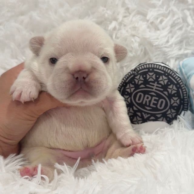 Ghost  - French Bulldog Male