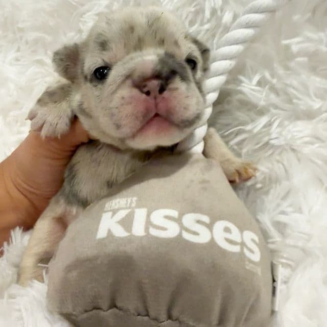 Rarity  - French Bulldog Female