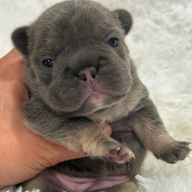 Dash  - French Bulldog Female