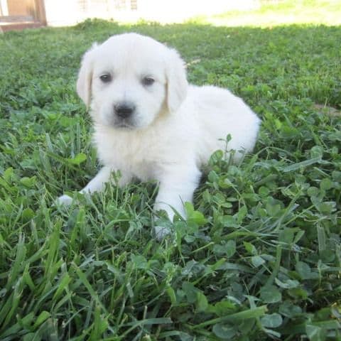 simba - Golden Retriever Male
