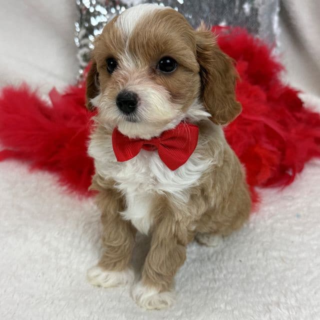 Maddie Red Boy - Cavapoo Male