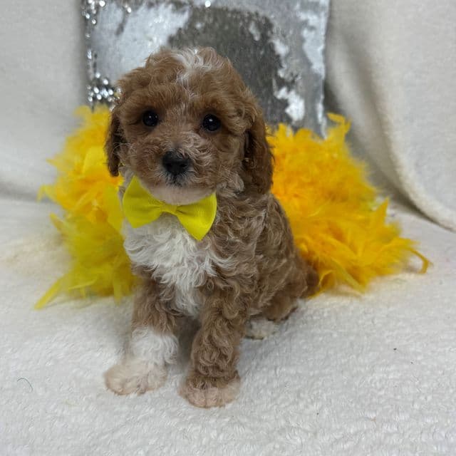 Riley Yellow Boy - Cavapoo Male