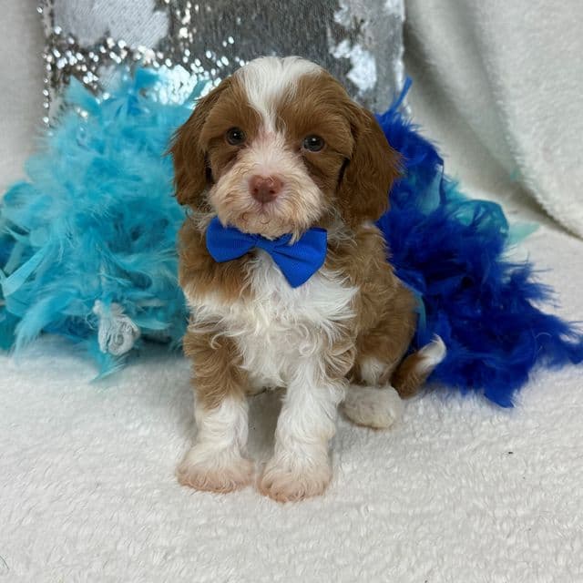 Riley Blue Boy - Cavapoo Male