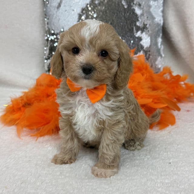 Riley Orange Boy - Cavapoo Male