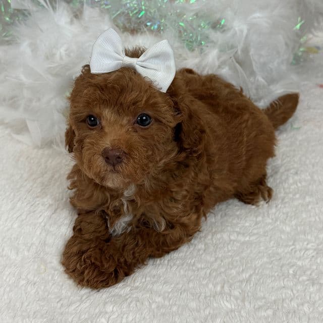 Rae Rae White Girl - Cavapoo Female