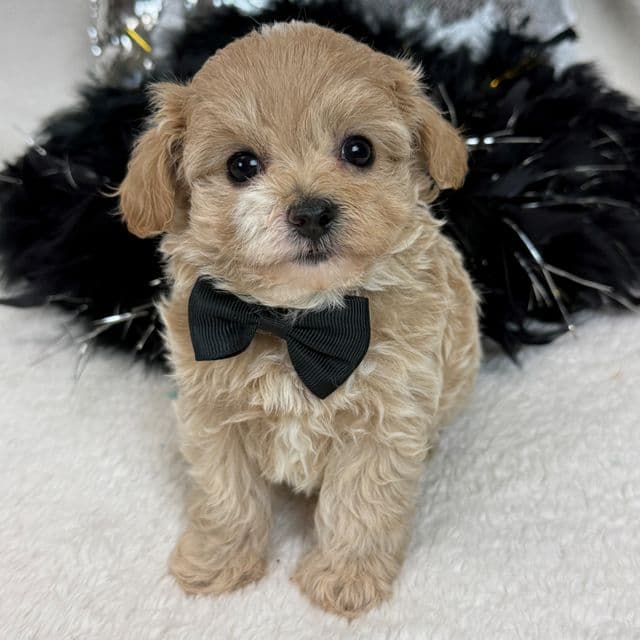 Rae Rae Black Boy - Cavapoo Male