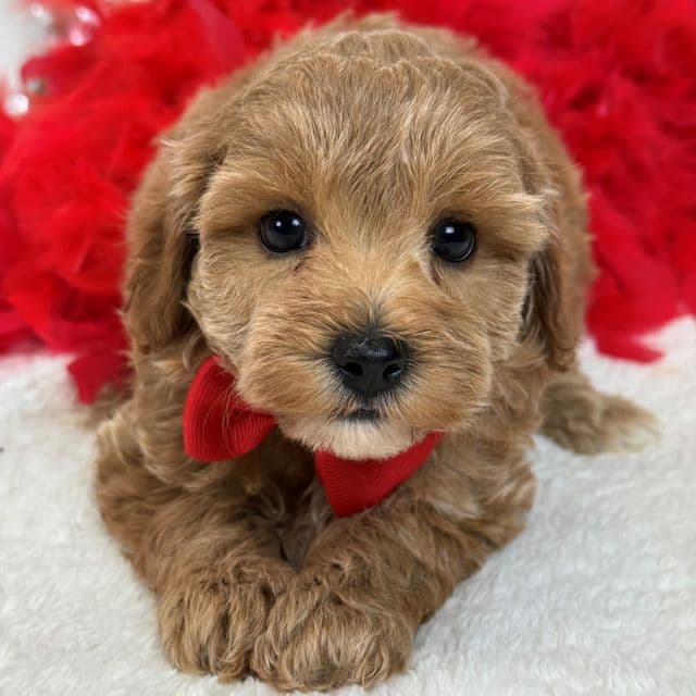 Rae Rae Red Boy - Cavapoo Male