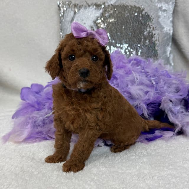 Tally Purple Girl - Goldendoodle Female