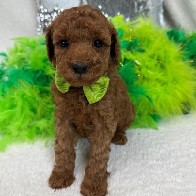 Tally Green Boy - Goldendoodle Male