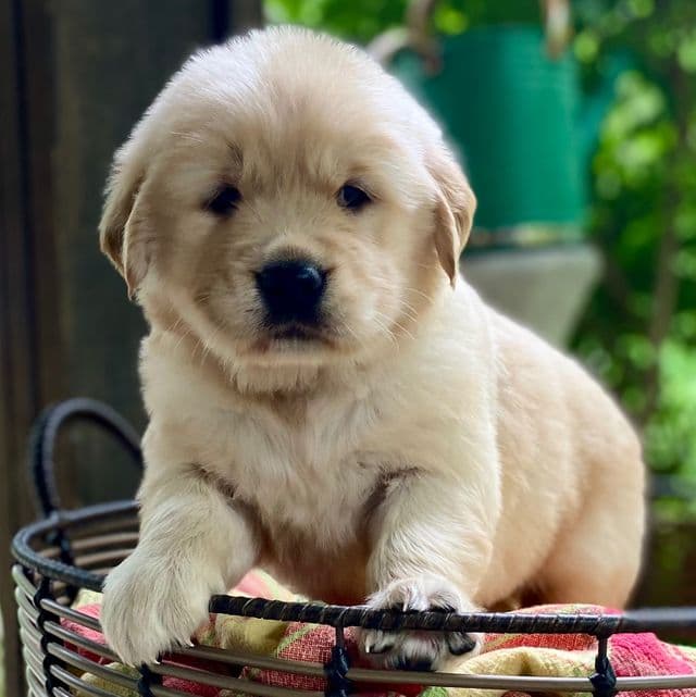 Jamsey  - Golden Retriever Male