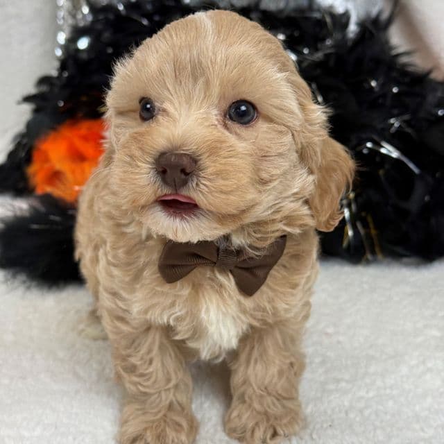 Rae Rae Brown Boy - Cavapoo Male