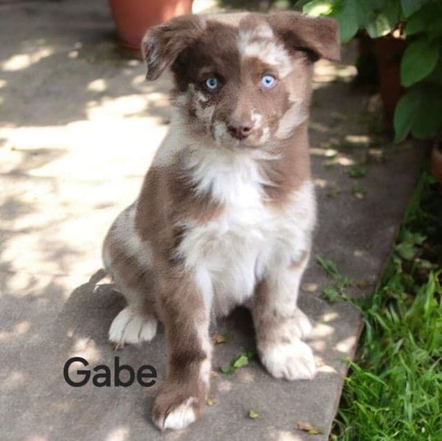 Gabe - Australian Shepherd Male