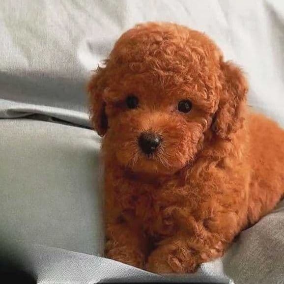 Crimson  - Toy Poodle Male
