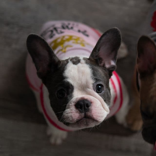 Baby Girl #2 - French Bulldog Female