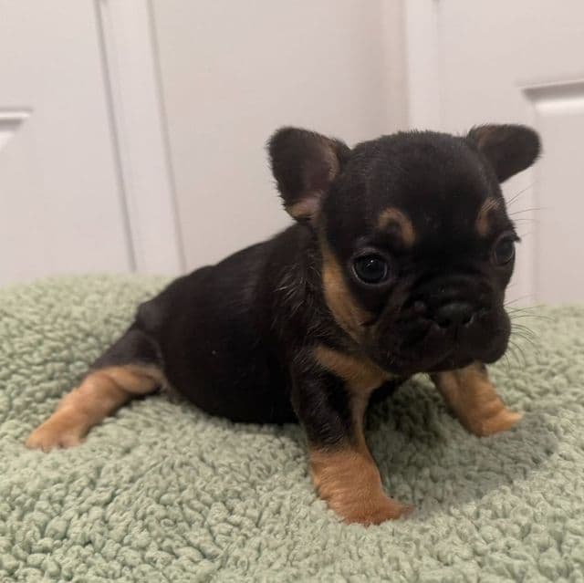 Moochi - French Bulldog Female