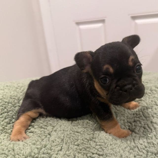 June Bug - French Bulldog Female