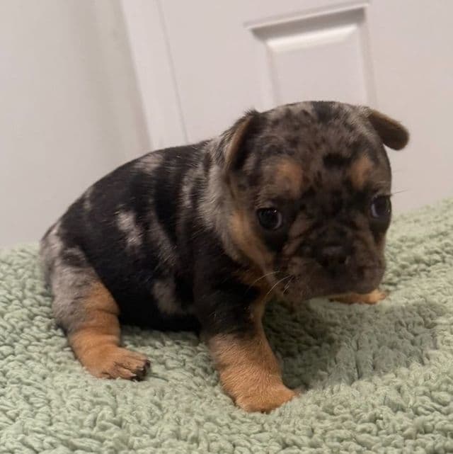 Big Mack - French Bulldog Male