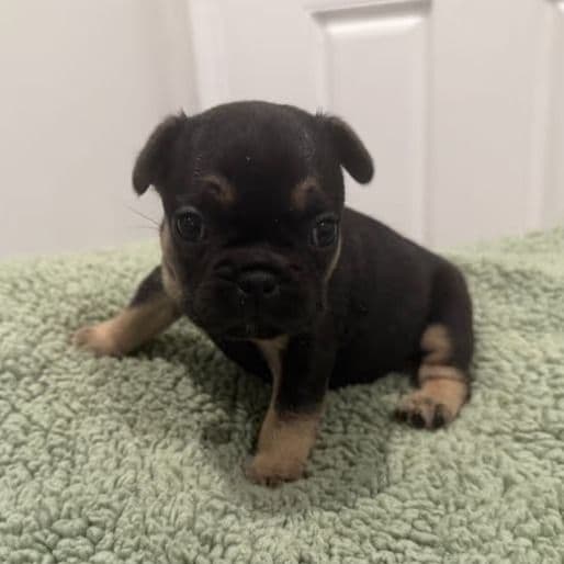 Hank - French Bulldog Male