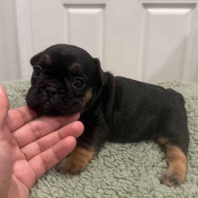 Petey - French Bulldog Male