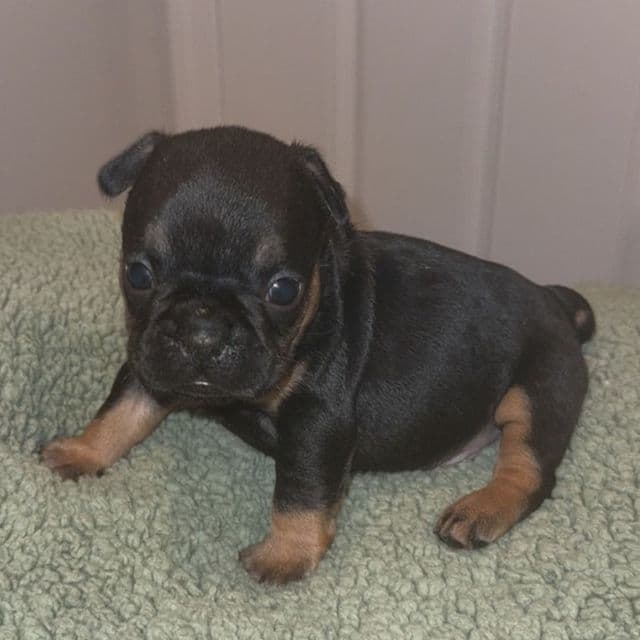 Luther  - French Bulldog Male