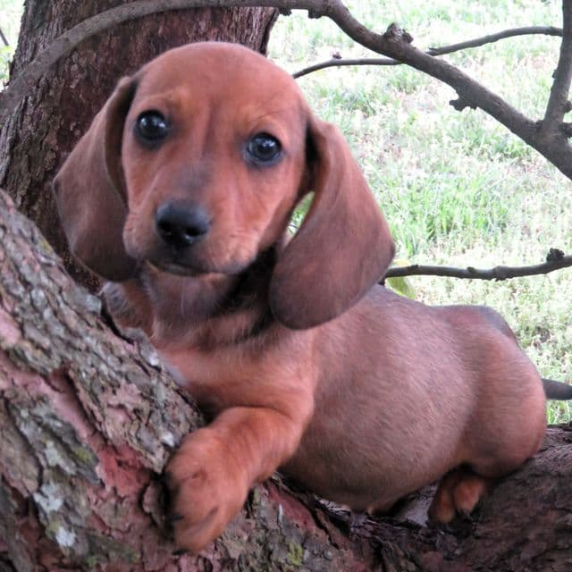 Red River - Doxle Male
