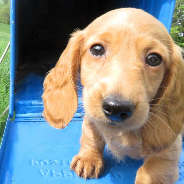 McDuff - Doxle Male
