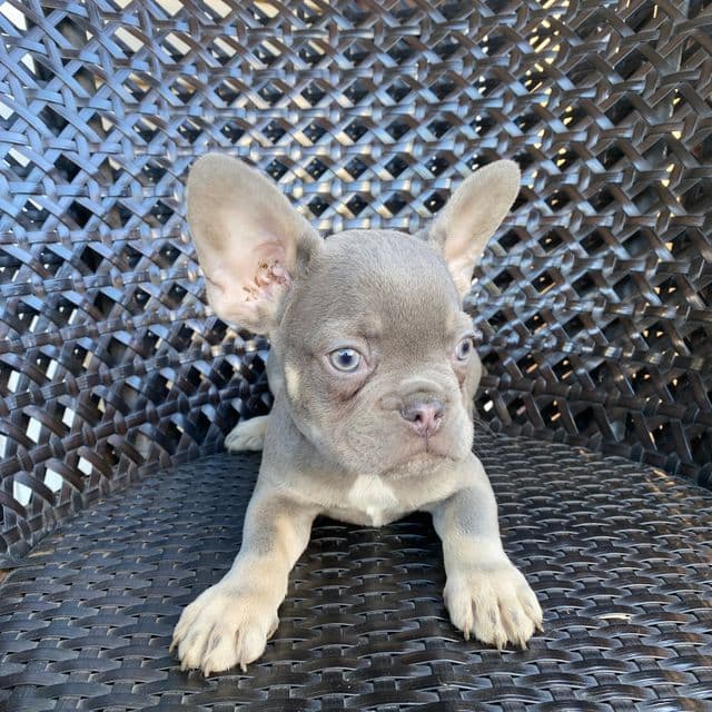 Curly - French Bulldog Male