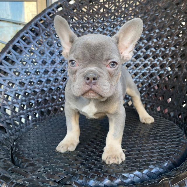 Larry - French Bulldog Male