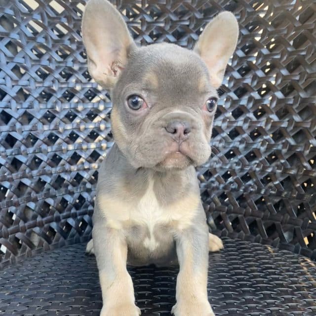 Moe - French Bulldog Male